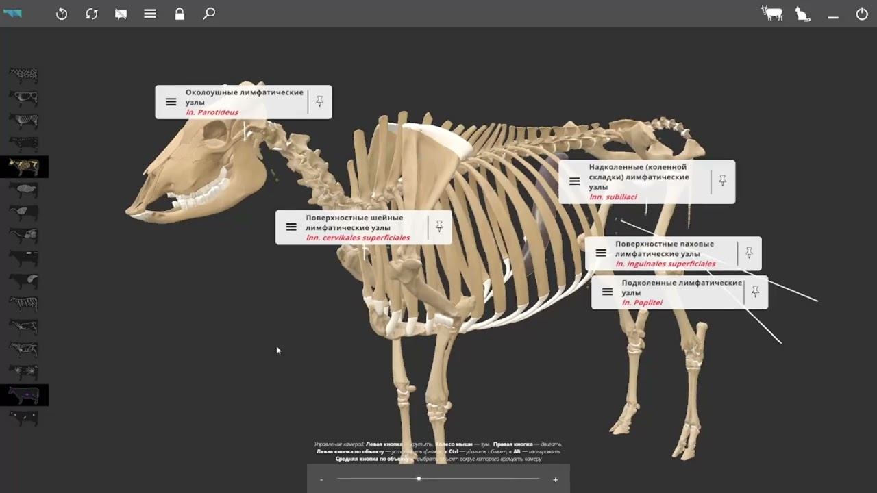 Поверхностные лимфатические узлы у КРС (зд атлас) #anatomy #veterinary #3danimation