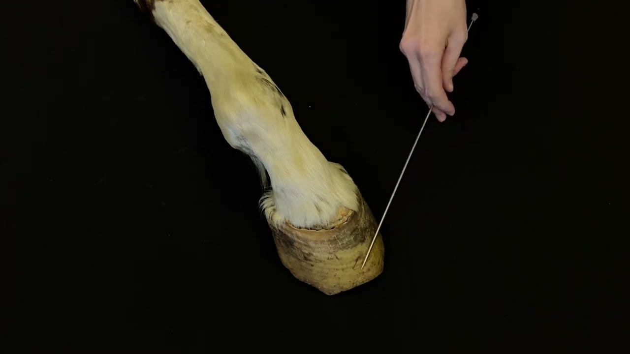 Строение копыта