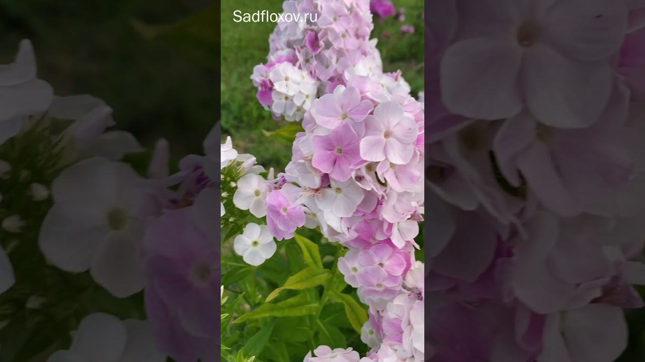 Двухцветный флокс Cool Water Кул Вотер смотреть онлайн