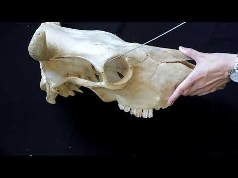 Строение лобной кости черепа на примере КРС