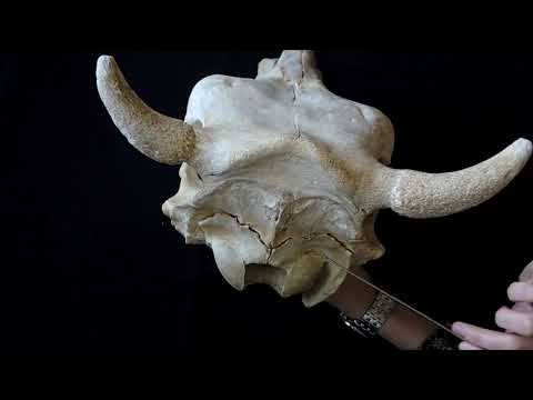 Строение затылочной кости черепа КРС