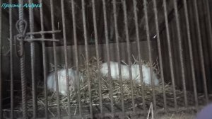 Беременность КАК определить у нутрий