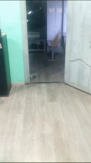 Кота позвали обедать смотреть онлайн