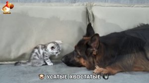 Котята и щенята 🐈🐶 Кошки и собаки 🤗 Милое видео про животных (41)