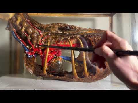 Дуга аорты (на примере лошади)