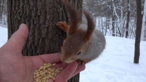 Покормил Модель