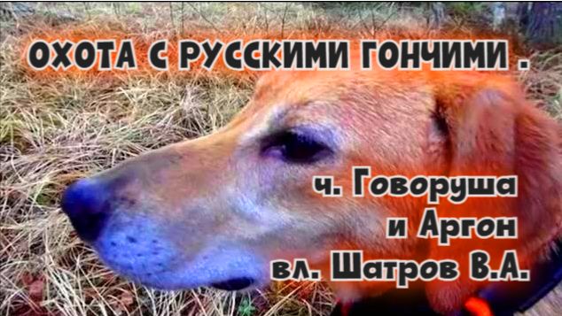 ОХОТА С РУССКИМИ ГОНЧИМИ .ч. Говоруша и Аргон вл. Шатров В.А.#охотасгончей#собака #топ #hunting смотреть онлайн