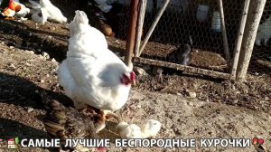 Цыплята и Курочки селяночки лучшие беспородные несушки 🥚 (413)