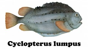 Cyclopterus lumpus . Пинагор , или рыба-воробей