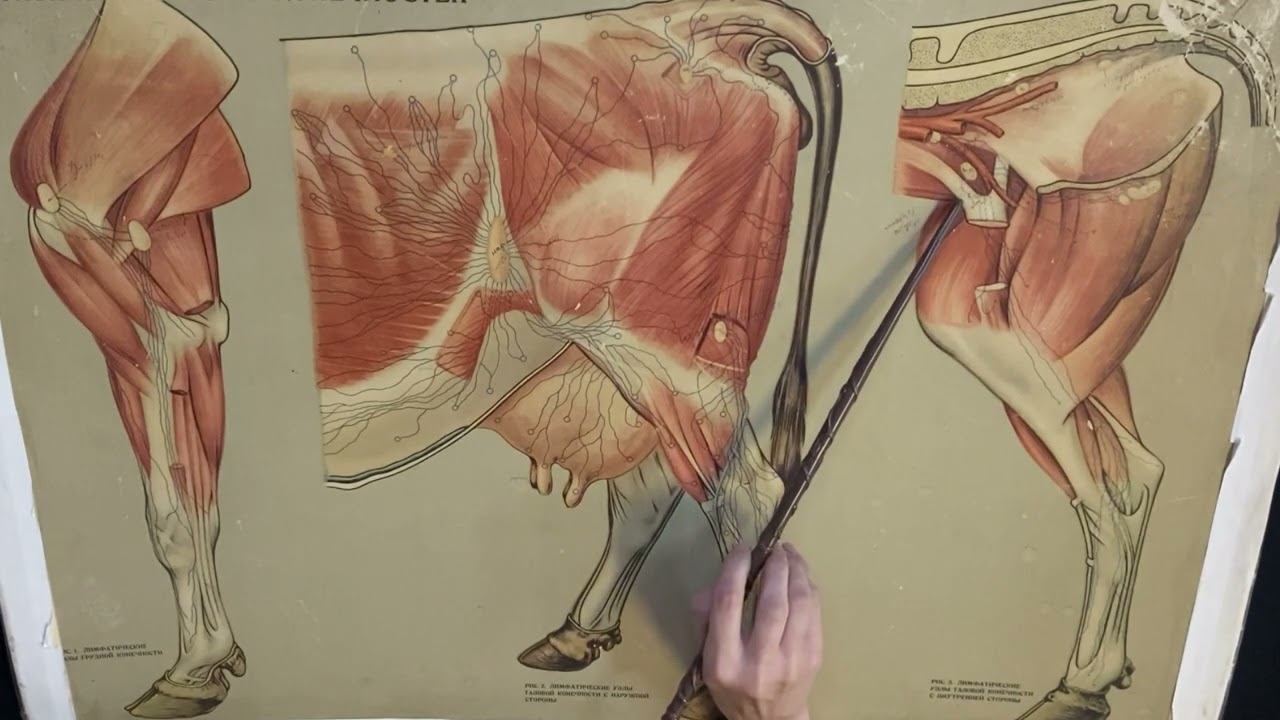 Лимфатические узлы грудной и тазовой конечностей, тазовой полости