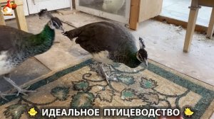 Идеальное птицеводство достойно восхищения 🐓🦆🦢🦚🦃🐔 эпизод (433)
