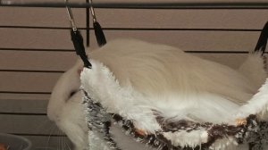 Домашние животные