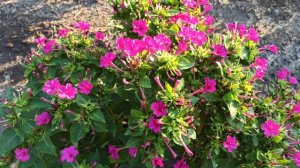 Мои однолетние растения!