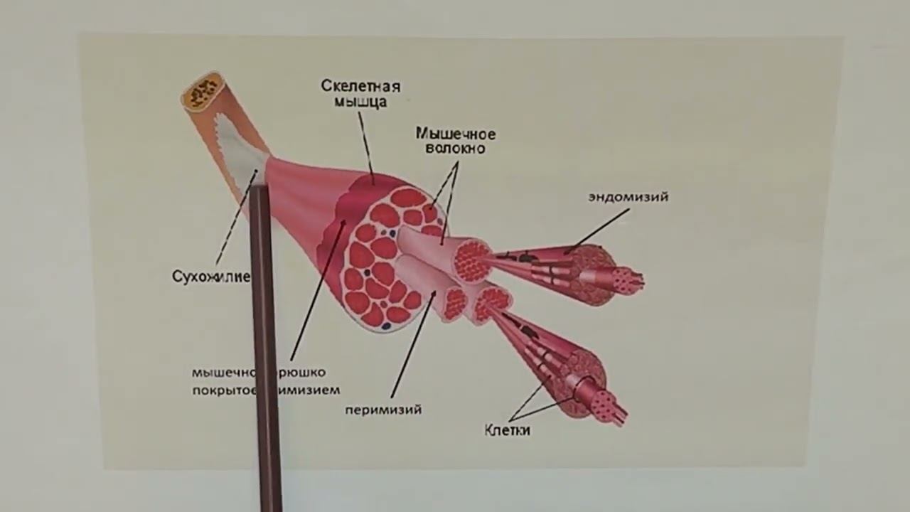 Строение мышцы как органа