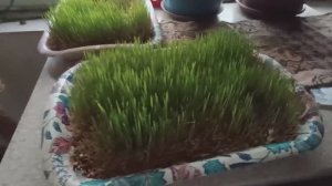 Встретили новый год со снегом🎄🕸 Потом пришла весна 🌿Зелень для курочек 🌱🌱Дом на Кубани🏠