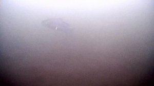 Атака приманки форелью