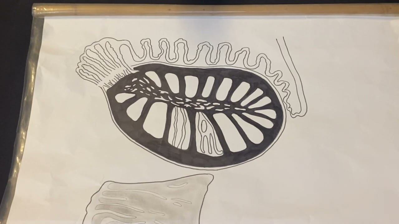 Строение семенника и придатка