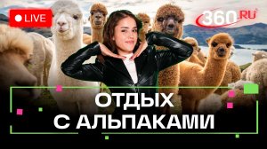 Ферма с альпаками. Новогодние каникулы в Дмитрове. Мохаммад. Прямой эфир 360