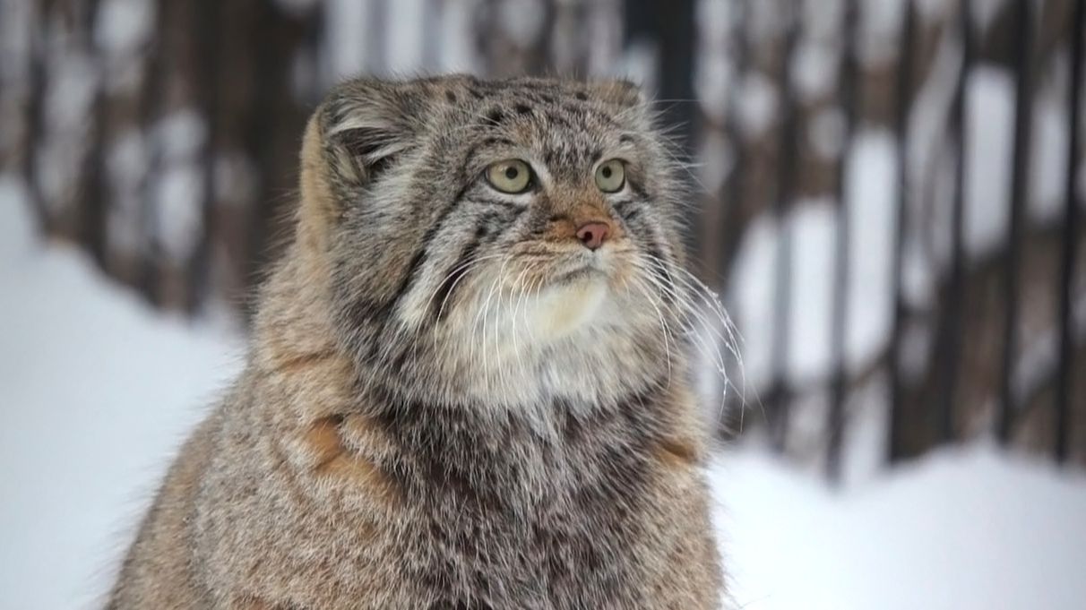 На аллее манулов дежурный, Ласточка, Лоло, Домовенок, Ева и пугливый котенок мамы Мии. смотреть онлайн