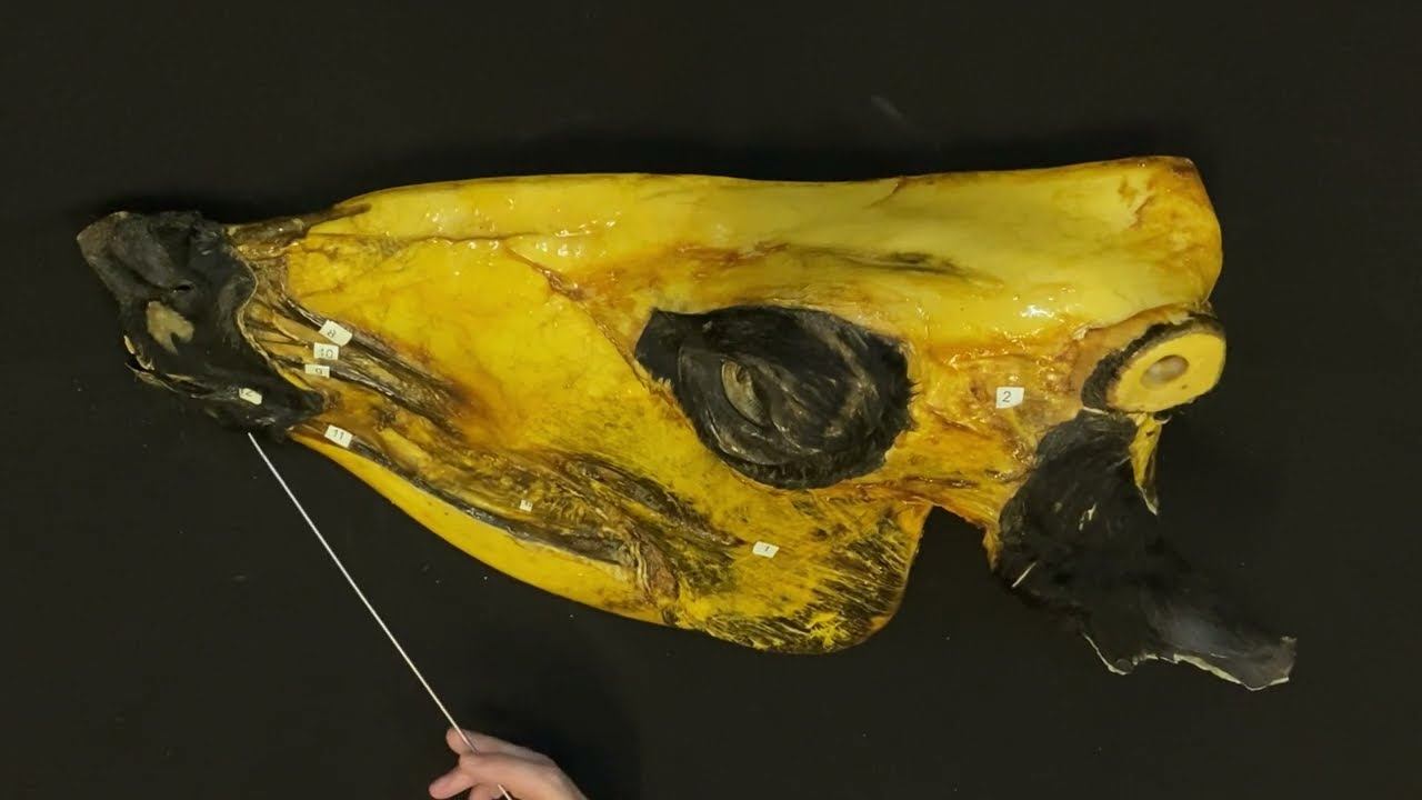 Мышцы головы