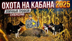 охота на кабана в кукурузе с лайками