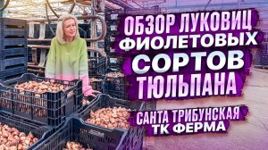 ОБЗОР ЛУКОВИЦ ФИОЛЕТОВЫХ СОРТОВ ТЮЛЬПАНА