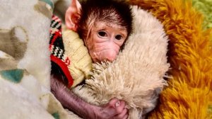 ДУРДОМ! Анфиса с Фиником СХОДЯТ С УМА, Кира ВЫШЛА ПОГУЛЯТЬ и одна Николь ЗА ВСЕМ НАБЛЮДАЕТ!))