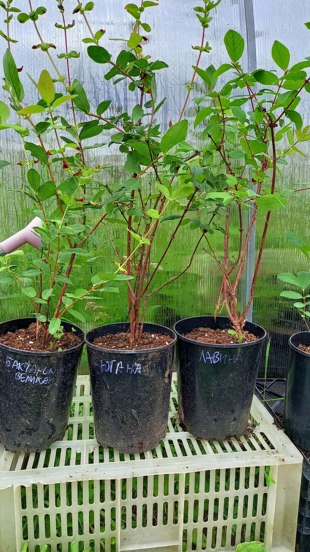 ЖИМОЛОСТЬ САЖЕНЦЫ В ПИТОМНИКЕ САД смотреть онлайн