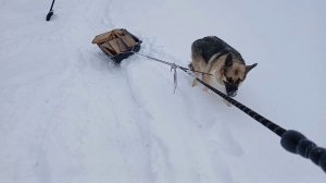 Пёс Вук помогает по хозяйству в казачьем курении.