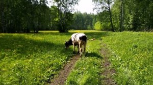 Выпас бычок красавчик