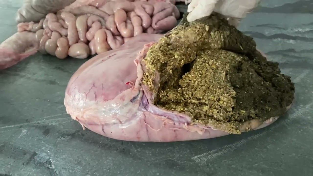 Что ест свинья?