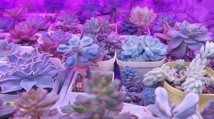 Болталка | Суккуленты 4 дня в темноте ЧТО С НИМИ СТАЛО| Опять взяла! ЗАЧЕМ? Незнаю●●●