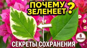 ВАРИЕГАТНАЯ Бугенвиллия Биология, Мутации и 6 Правил Ухода