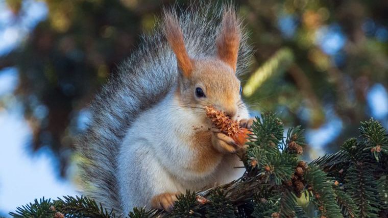 Белка зимой под музыку Александра Губанова