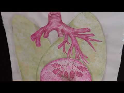 Бронхиальное и альвеолярное дерево. Ацинус