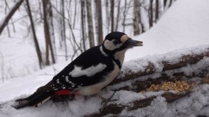 Небольшая зарисовка с дятлом и белкой