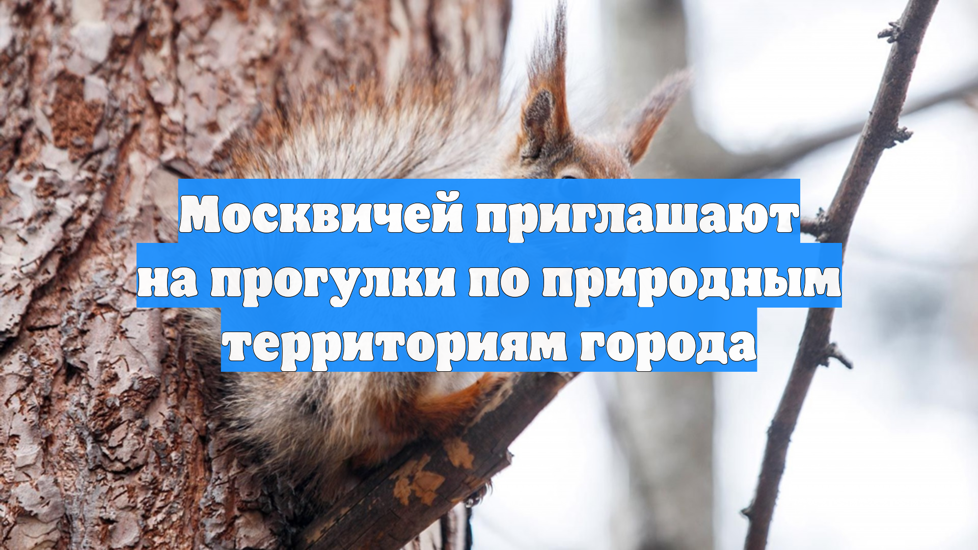 Москвичей приглашают на прогулки по природным территориям города смотреть онлайн