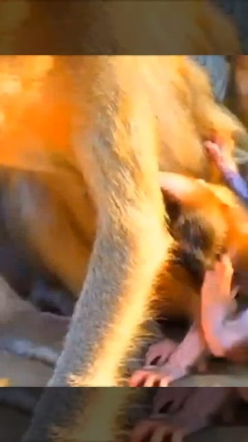 Макака и её  детёныш заняты важным делом   1000043043.mp4 смотреть онлайн