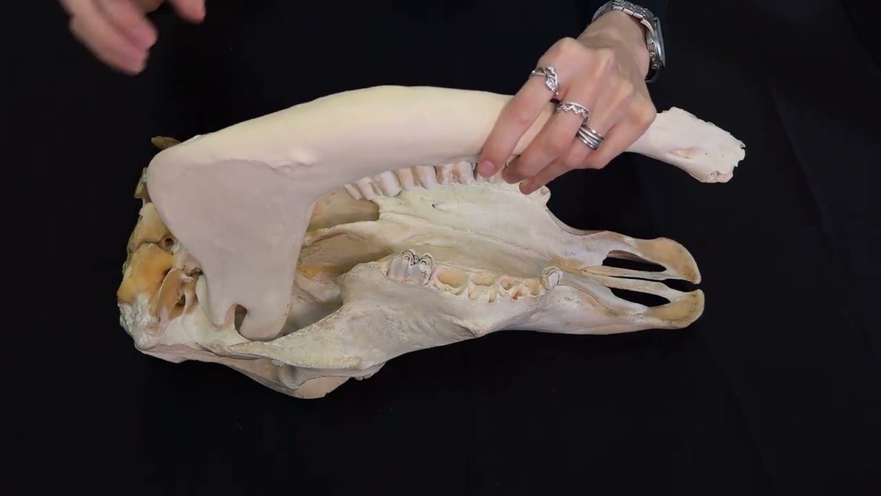 Присоединение нижней челюсти