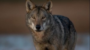 "Волчица" - Владимир Швецов