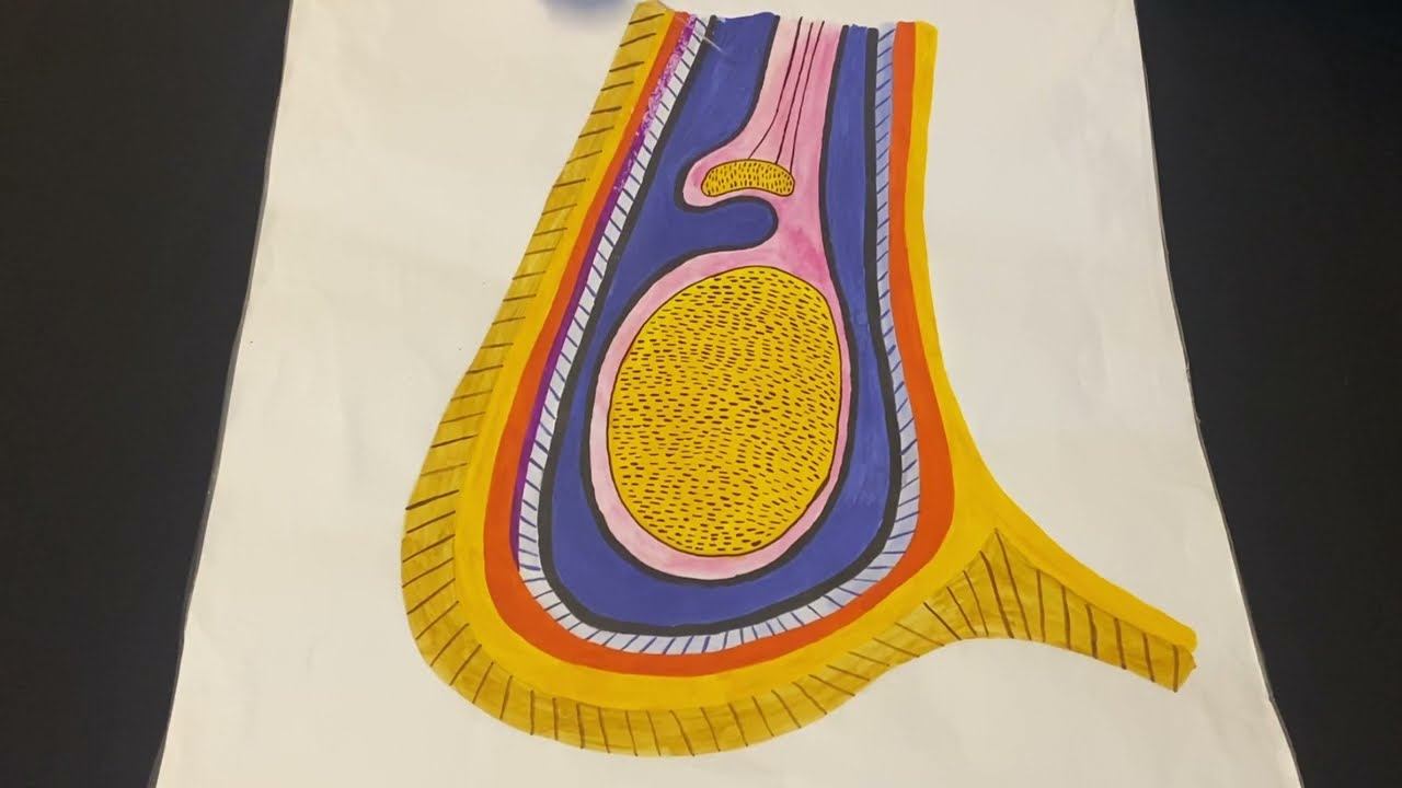 Строение семенникового мешка (мошонки)