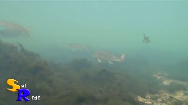 Осень Чёрное море Под водой