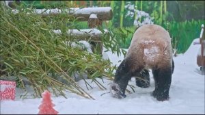 🐼 Джентльменский набор для Жуи!