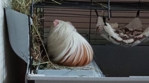 Белый удивлённый поросёнок Бися , свинка- капризулька