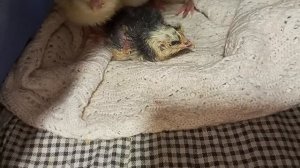 20е сутки и я с цыплятами.