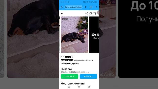 выбрала добермана и игрушки со шлейкой смотреть онлайн