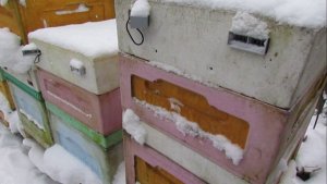 работа на пасеке в январе , 5.01.2026 год