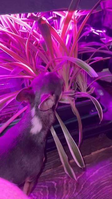 Ты же не коза.