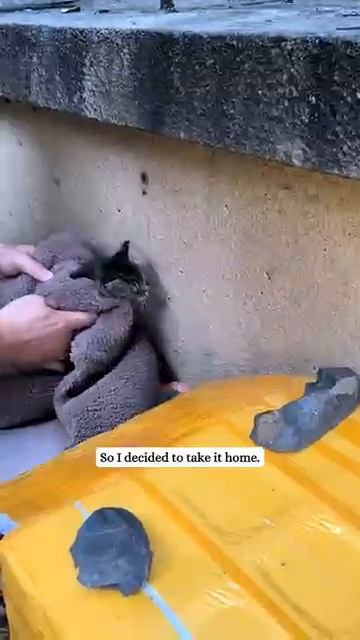 День за днём этот маленький котенок учился снова доверять людям смотреть онлайн