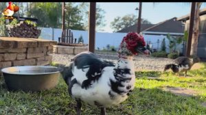 Забавные утки мускусные и пекинские на свободном выгуле со своими друзьями ч.(334) ❣️🤗😂